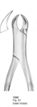  Fig. 23 lower molars 